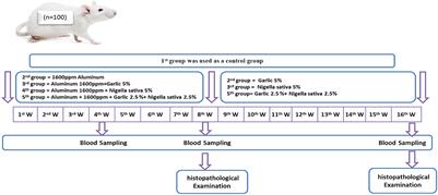 Effect of Allium sativum and Nigella sativa on alleviating aluminum toxicity state in the albino rats